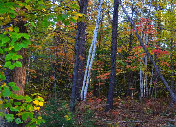 whiting michigan up forest